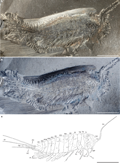 Amphibious Stem Insect Reveals How Animals Colonized Land