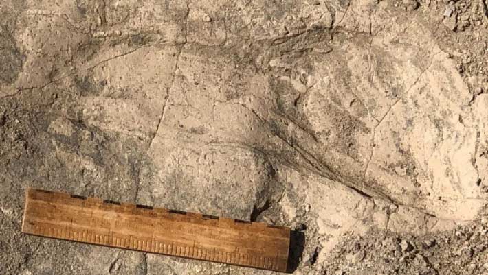 Ancient Footprints in Kenya Reveal Larger Bodies and Group Behavior in Early Human Relatives