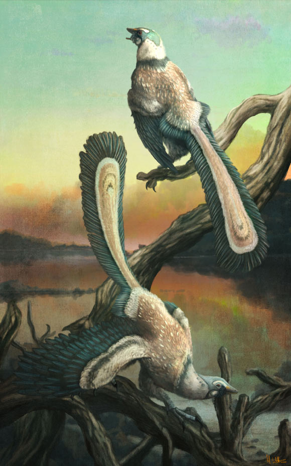 Archaeopteryx Took Flight in Short Hops, Not One Big Leap, Study Finds