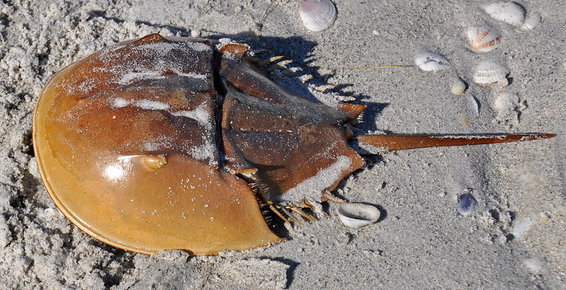 Are Horseshoe Crabs Really Living Fossils? Evolutionary Facts | Cyworthy