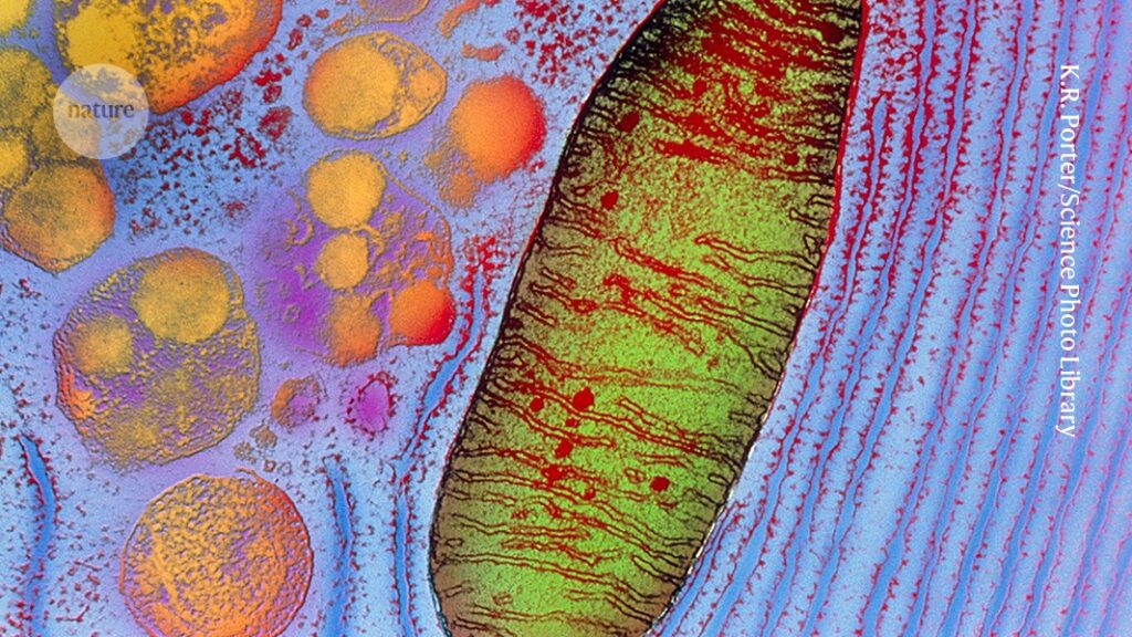 Autologous Mitochondrial Injection Therapy to Restore Vision