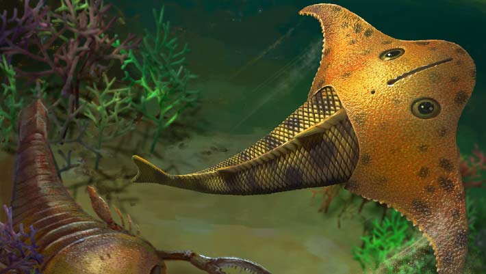 Bataspis crax: The Jawless Fish with a Batwing-Shaped Head That Swam in Devonian Seas