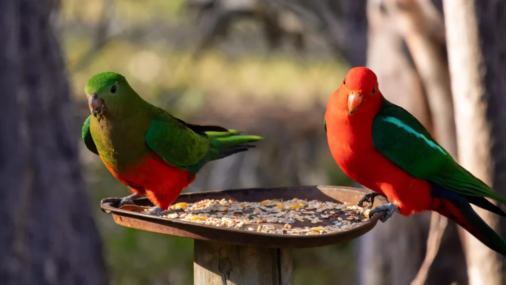 Bird Flu Outbreak: How Backyard Bird Feeding May Increase the Risk