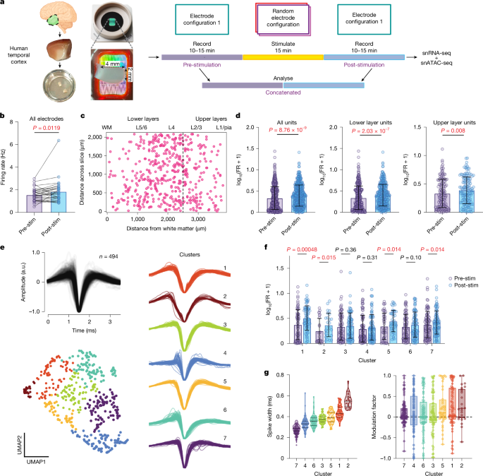 Brain Stimulation Modulates Gene-Linked Cell Assemblies in Humans