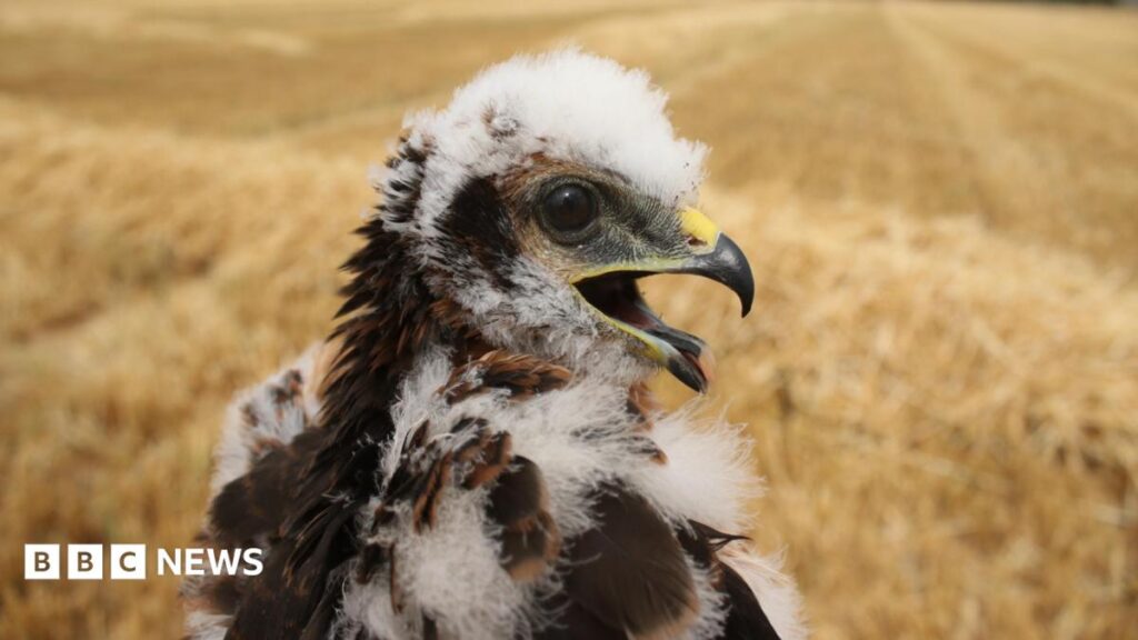 Britain’s Rarest Bird of Prey Raises New Chicks at Secret Location