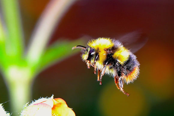 Bumblebees May Self-Heal to Protect Colonies From Fungal Pathogens