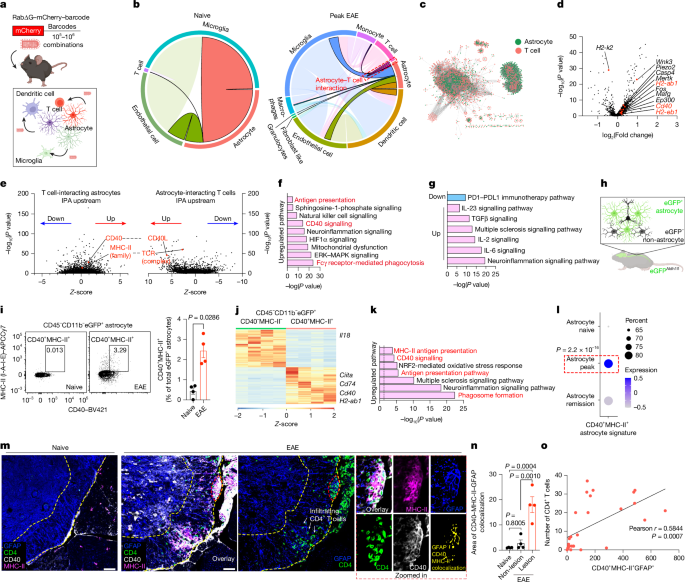 CD40+ MHC-II+ Astrocytes Promote CNS Autoimmunity Through Antigen Presentation