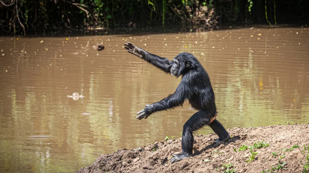 Chimpanzees Have Thrown Stones at the Same Tree for Over 10 Years