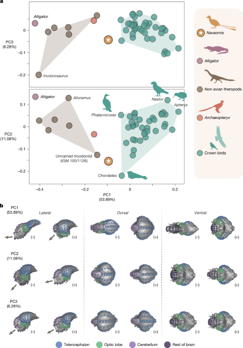 Cretaceous Birds from Brazil Reveal the Evolution of Bird Skulls and Brains