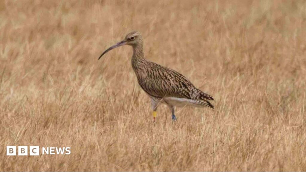 Curlew Conservation Revival Continues at Elmley Nature Reserve in Kent