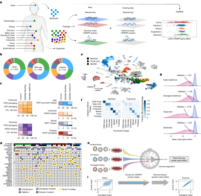 Dependency Mapping Using Next-Generation 3D Cancer Models