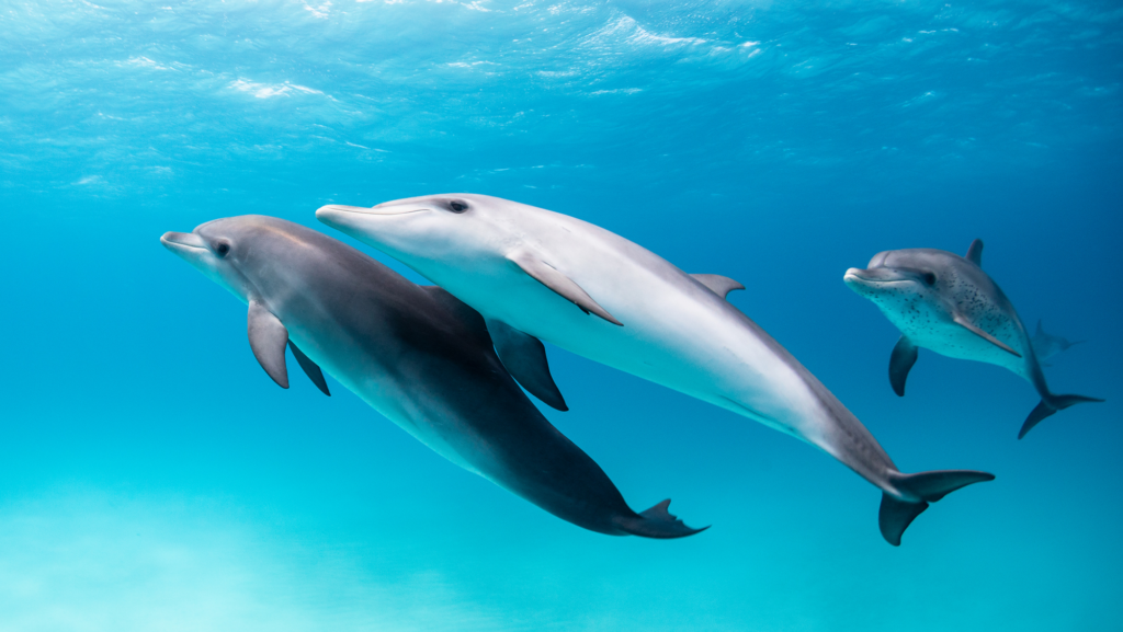 Do Animals Call Each Other by Name? Exploring Animal Communication