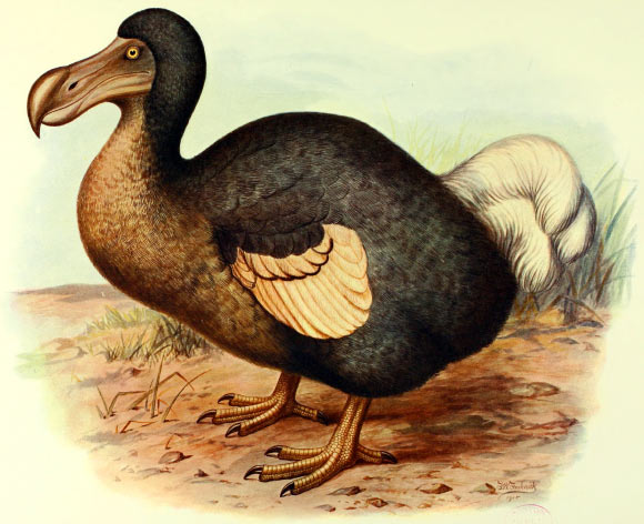 Dodo Bird Had an Excellent Sense of Smell and Owl-Like Vision, New Study Finds