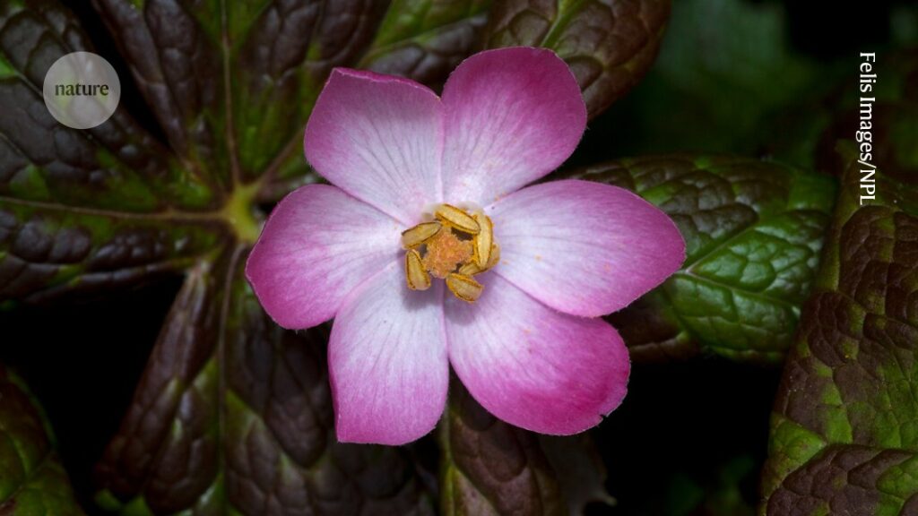 Engineered Yeast Producing Cancer Drugs Could Protect a Rare Flower