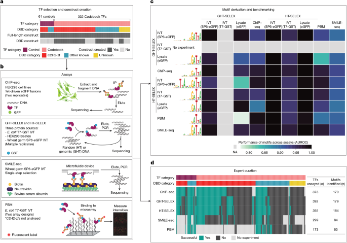 Expanded Codebook of Human Transcription Factor DNA-Binding Specificity