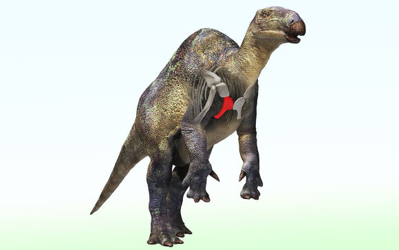 Fossil of Small Duck-Billed Dinosaur Relative Discovered in Japan