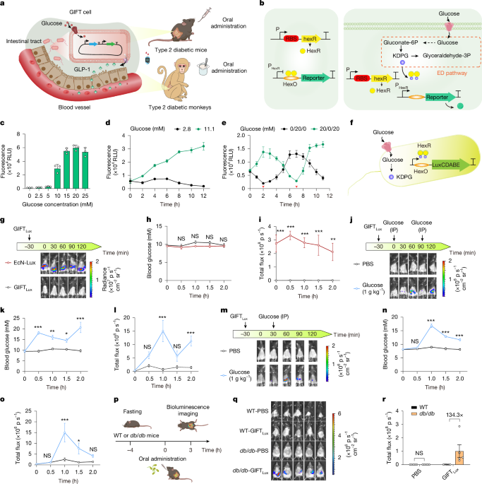 Glucose-Responsive Probiotics for Glycemic Control in Mice and Monkeys