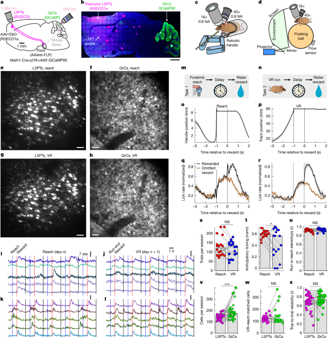 Granule Cells Reorient Cortical Trajectories to Distinguish Contexts