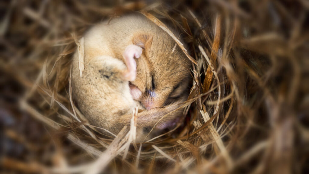 Hibernation in Mice Causes Significant Loss of Synapses