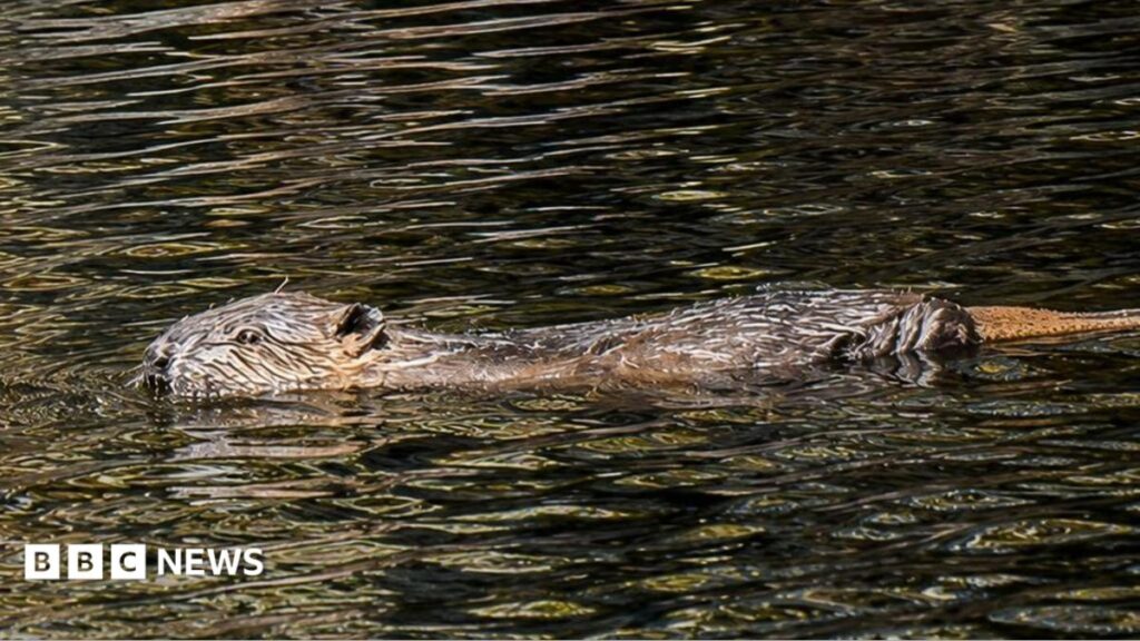 How Beavers Help Reduce Drought by Restoring Wetlands
