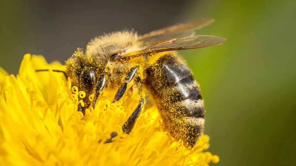 How Bees Overcome Pollen’s Surprising Problem
