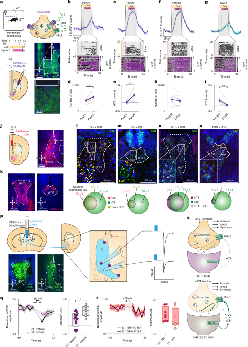 How Endocannabinoids Enhance Reward Engagement Through Retrograde Gain Control