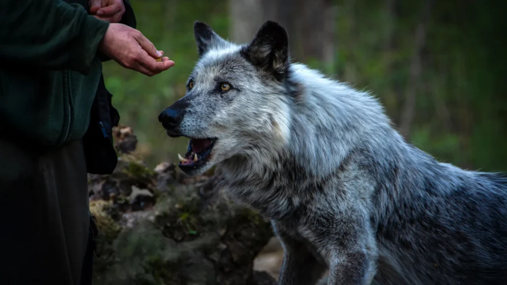 How Humans and Dogs Have Shaped Each Other Over 15,000 Years