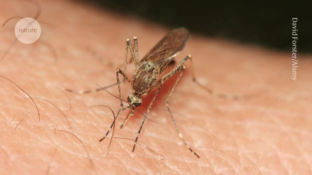 How Mosquitoes Are Conquering the World: 4 Charts Explained