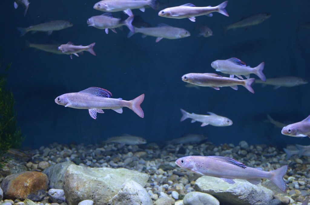 How Thawing Permafrost Affects Fish Health | Sciworthy