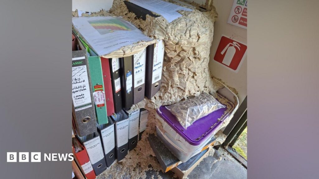 Huge Wasp Nest Takes Over Norfolk Wildlife Trust Workers’ Office