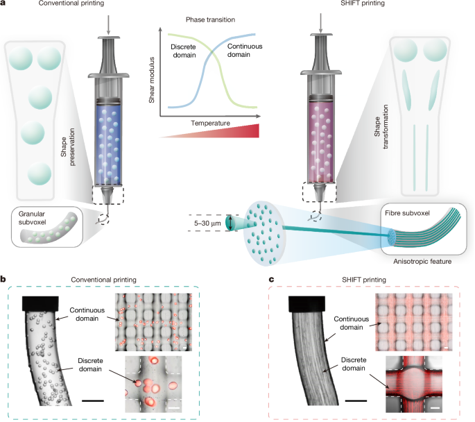 In Situ Particle-to-Fiber Transformation in Hydrogels for 3D Printing
