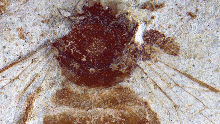 Japanese Fossil Bee Fills a Two-Million-Year Gap in Honeybee Evolution