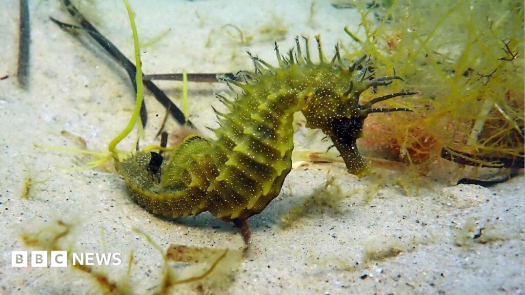 Legal Warning Issued After Increase in Seahorse Disturbance