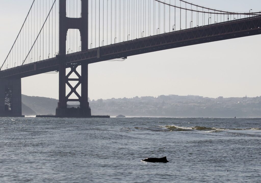 Marine Biologists Solve Harbor Porpoise Mating Mystery from the Golden Gate Bridge Walkway