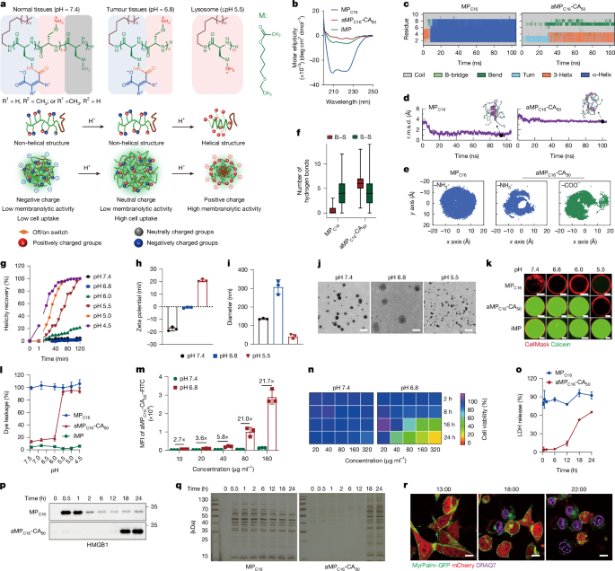 Membranolytic Peptides Trigger Immunogenic Cell Death for Cancer Therapy
