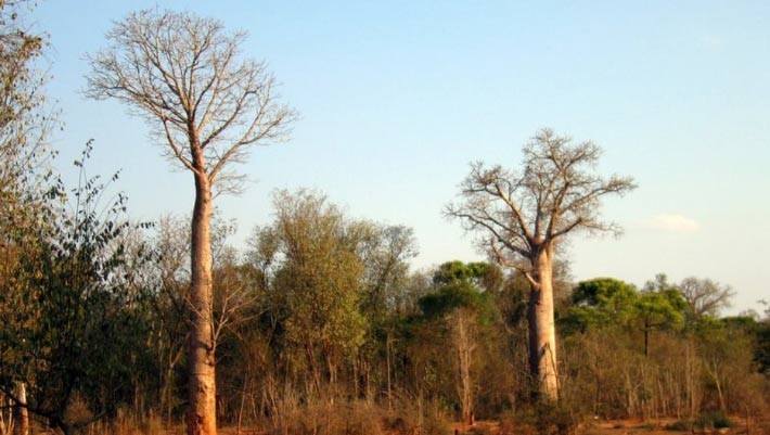 New Baobab Species Discovered in Madagascar