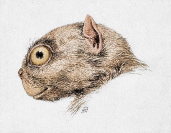 New Tiny Primate Species Discovered in 50-Million-Year-Old Wyoming Sandstone