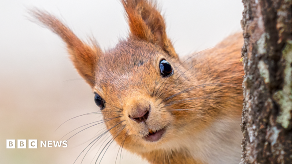 Quad Bike Impact on Natural Wildlife: Key Environmental Concerns