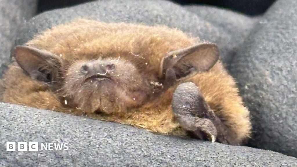 Rare Breeding Bats Found Roosting Near South Yorkshire Reservoir