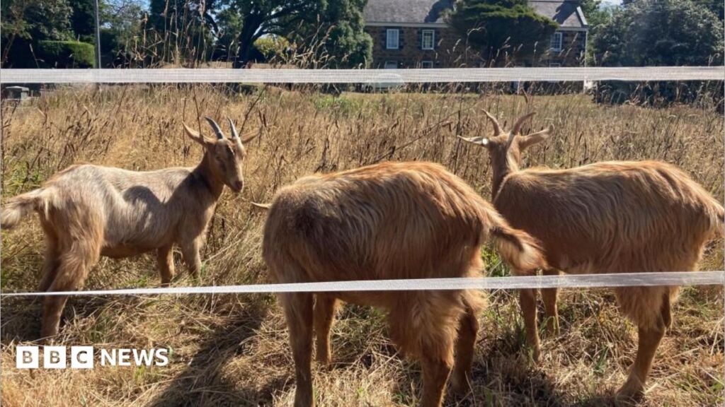 Rare Royal Golden Guernsey Goats Join Conservation Cattle Herd