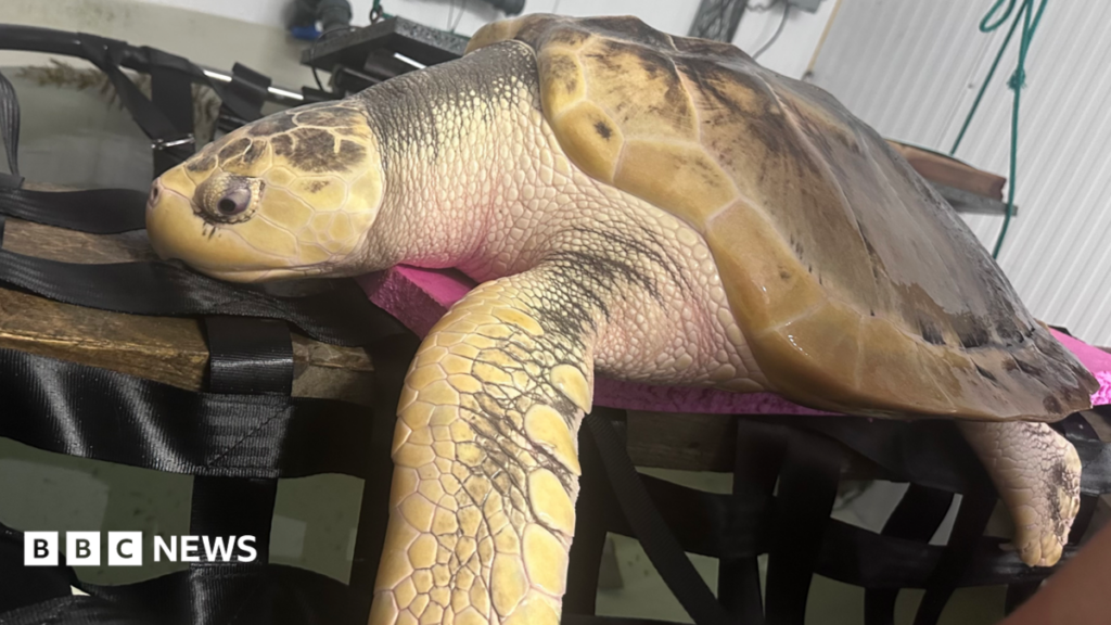 Rare Turtle Rhossi to Fly 5,000 Miles Home to the Gulf of Mexico