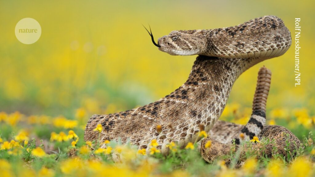 Rattlesnake Venom Antibodies May Help Protect Humans From Snakebites