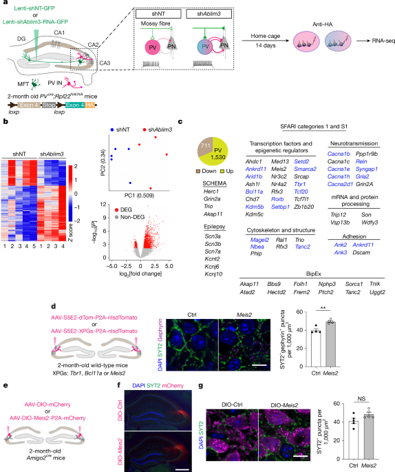 Restoring PV Neuron Plasticity in Neurodevelopmental Disorders for Cognitive Improvement