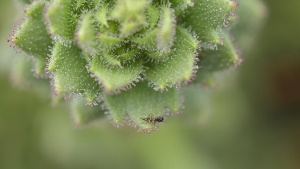 Scientists Bolster Darwin’s 150-Year-Old Evolutionary Theory with Carnivorous Plant Discovery in China