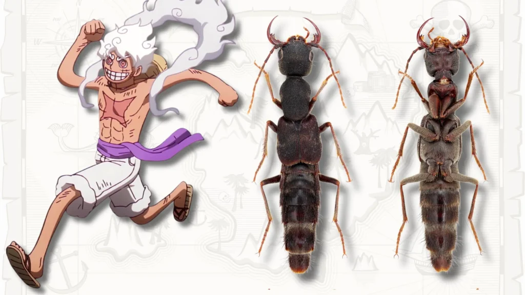 Scientists Name Bizarre, Stretchy New Beetle Species “Luffy”