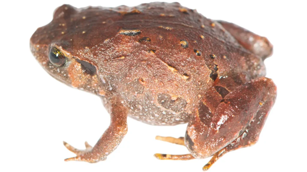 Seven New Frog Species Discovered Beneath Madagascar’s Forest Floor
