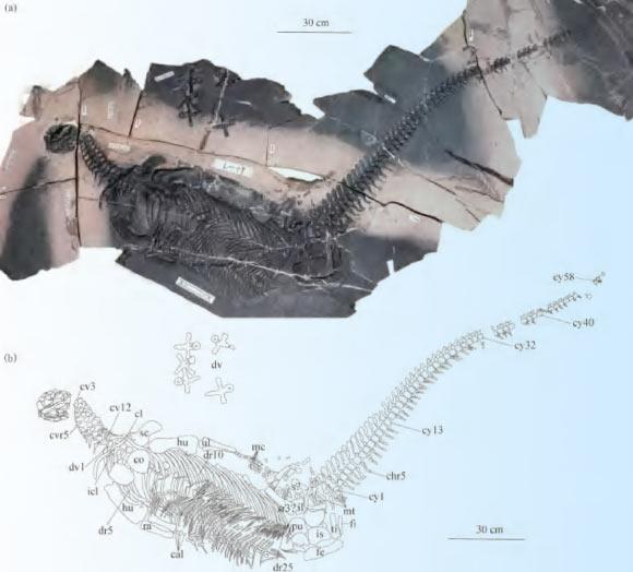 Spoon-Toothed Brachycephalic Marine Reptile Fossil Discovered in China