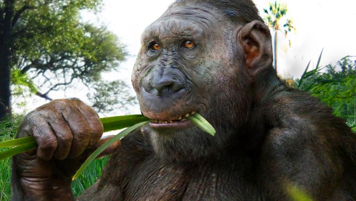 Study Finds Sugar, Not Just Meat, Fueled Human Brain Evolution