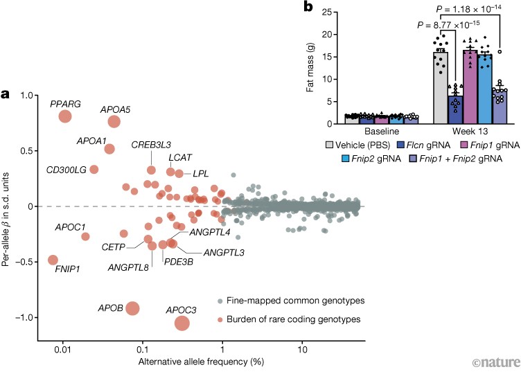 Switching Off the FNIP1 Gene May Protect Against Metabolic Disease
