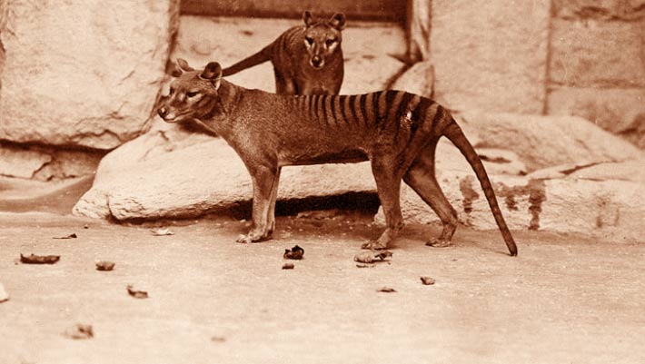 Tasmanian Tiger (Thylacine) Skull Reveals It Wasn’t Built for Modern Hunting Styles